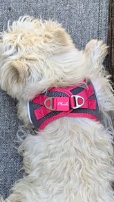 Plush Step In Air Mesh Harness - Shark Grey/Pink
